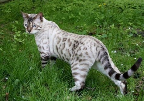 Bengals are hypoallergenic, meaning that most people allergic to cats will not be affected by them. 55 best images about Bengal cats on Pinterest | Cats ...