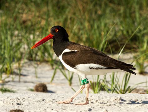 Coastal Birds Your Top Questions Answered Audubon North Carolina