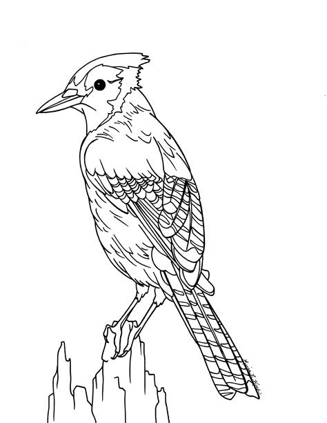 Blue Jay Bird Drawing At Getdrawings Free Download