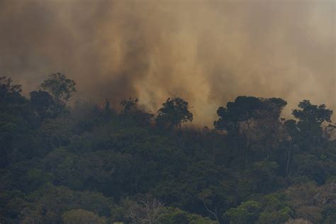 Floresta tropical savana e tundra sofrem com aumento de queimadas em mas fogo na Amazônia