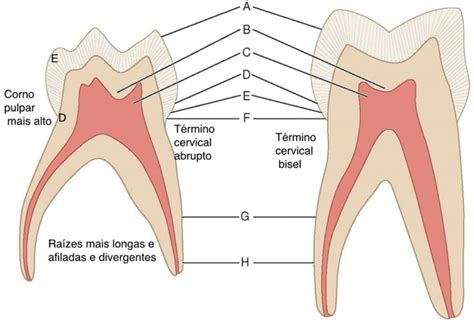 Endodontia Para Dentes Decíduos Blog Dental Speed