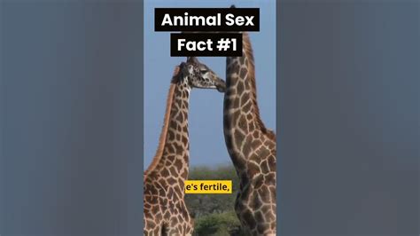 Giraffe Sex Fact Youtube