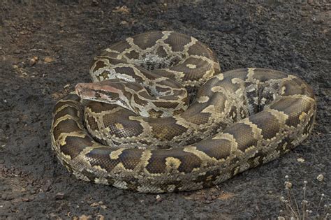 Rock Python Kaole Snake Park And Leisure