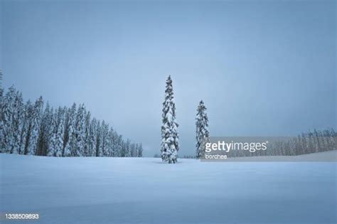 Pokljuka Forest Photos And Premium High Res Pictures Getty Images