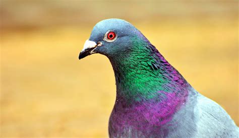 Free Picture Pigeon Bird Feather Beak Colorful Color