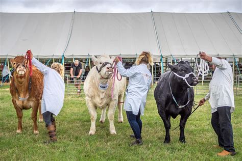 Cattle Chertsey Agricultural Show