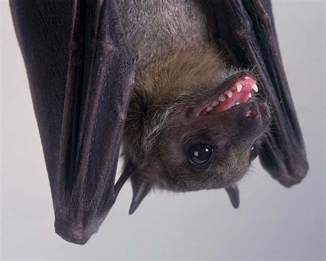 Smiling Fruit Bat Lol Bat Fruit Bat Cute Creatures