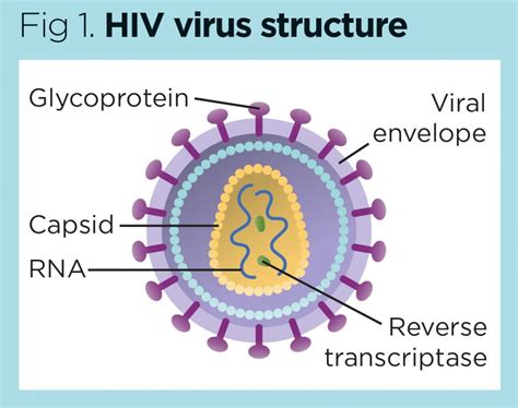 Research Provides A Roadmap To Hiv Eradication