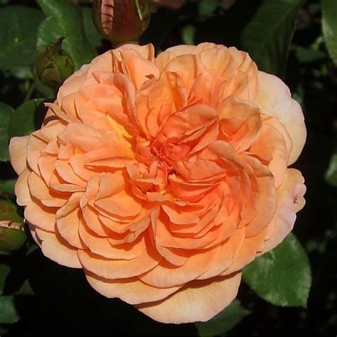 This way, you will also know if your children understood. Louise Clements™ | Heirloom roses, Shrub roses, Rose