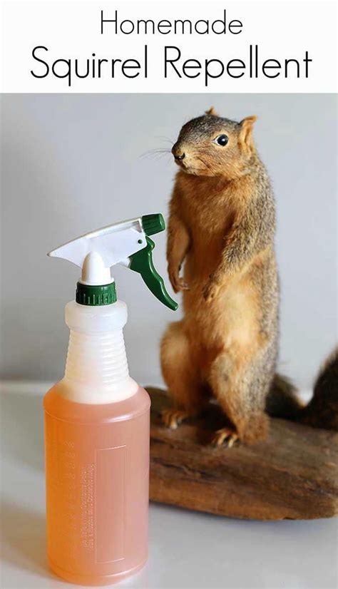 Shooting squirrels in your property. This easy to make homemade squirrel repellent spray will ...