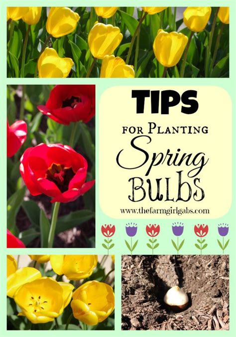 Tips For Planting Spring Bulbs Planting