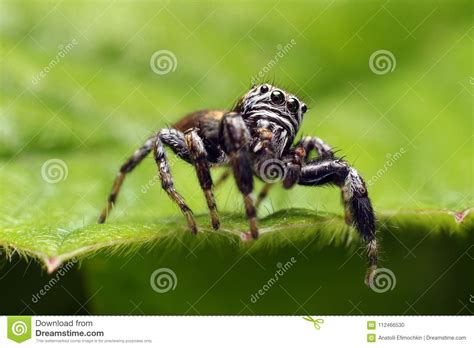 Jumping Spiders Live In A Variety Of Places Stock Photo Image Of