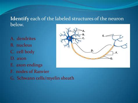 They have a large number of lysosomes and are phagocytic in nature; PPT - The Neuron REVIEW GAME PowerPoint Presentation - ID ...