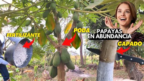 Papaya C Mo Tenerlo Lleno De Frutos Capado Fertilizante Y Poda