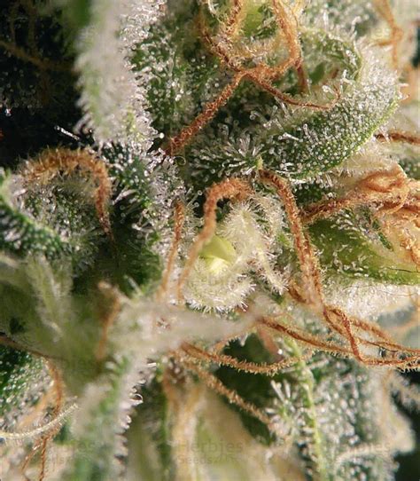 Dr Bruce Banner Cbd Feminized Seeds For Sale Information And Reviews