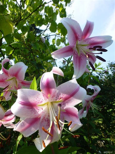 Lilien sind wunderschöne zwiebelgewächse mit prächtigen, anmutigen blüten. Forum / Obrázek : Lilie Anastasia | Garten.cz