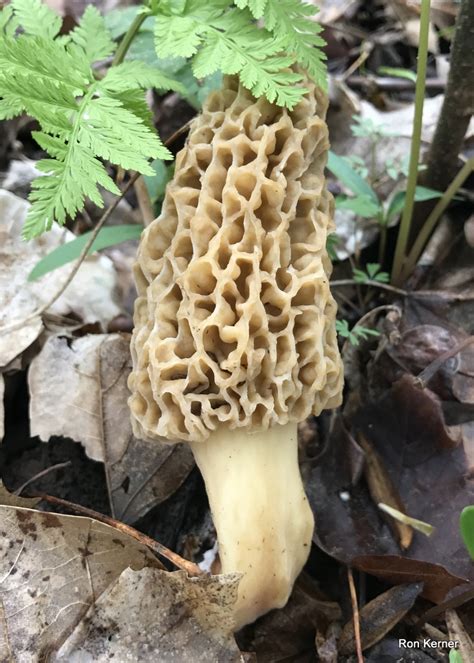 Morel Mushroom Season Indiana All Mushroom Info