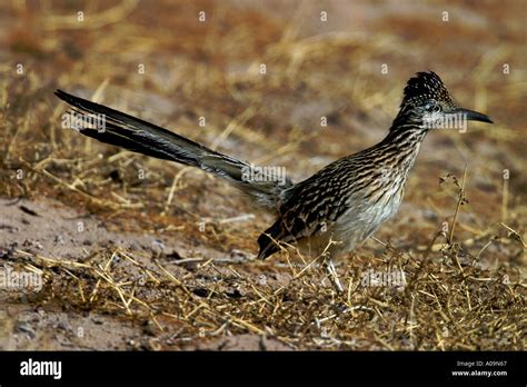 B 865d Roadrunner With Crest Up Stock Photo Alamy