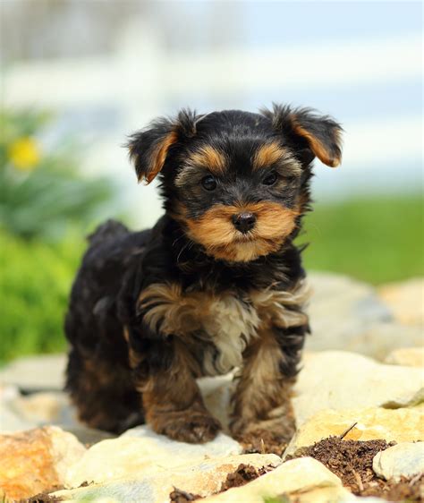 The Smallest Dog In The World A Giant Guide To Tiny Breeds