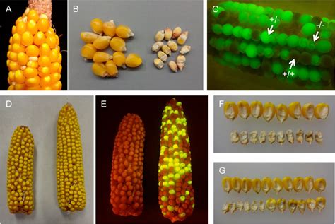 Maize Defective Kernel Mutant Generated By Insertion Of A Ds Element In