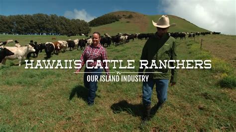 Hawaiis Cattle Ranchers Our Island Industry Youtube