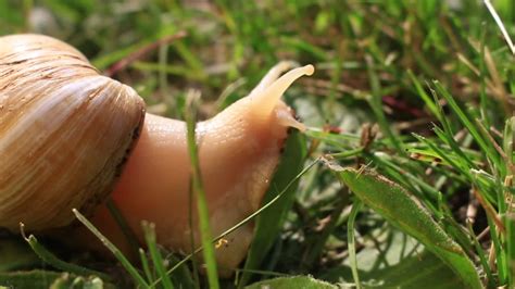 Snails Prompt Quarantine In FL Videos From The Weather Channel