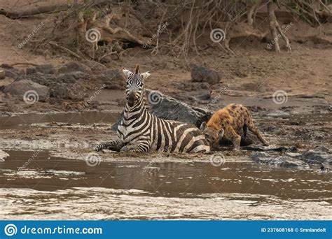 Zebra Kill In The Mara River Kenya Stock Photo Image Of River
