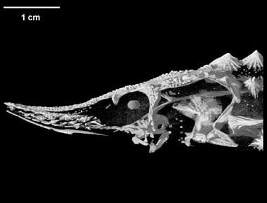 Gbif uses cookies and the like for the purposes of statistical analysis, improving the friendliness and usability of our website, tailoring content to your interests and engaging. Digimorph - Acipenser fulvescens (lake sturgeon)