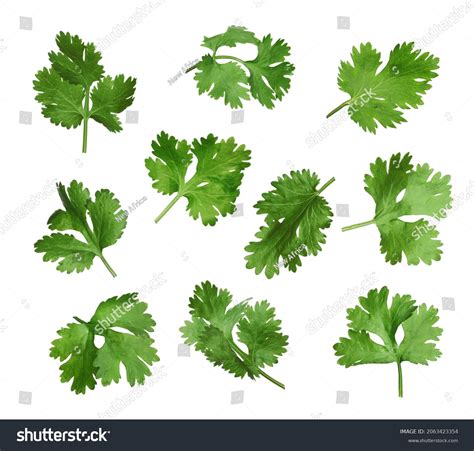 Set Fresh Coriander Leaves On White Stock Photo 2063423354 Shutterstock