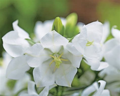 Campanula F1 Takion White Flower American Takii