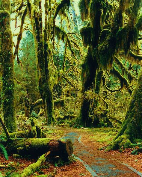 Pacific Northwest Trees National Parks Places To Go Rainforest