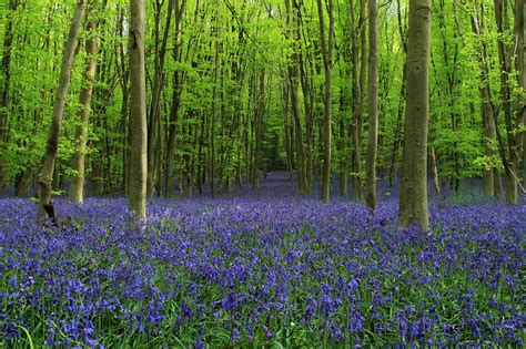 Forest Walkway Trees Meadow Bells Flowers Wallpapers Hd Desktop And Mobile Backgrounds