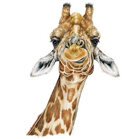 Giraffe Framed Original Drawing Wildlife Drawings By Jim Wilson