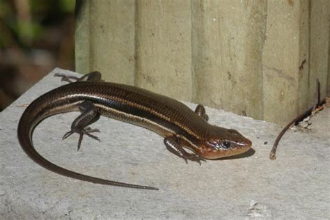 Southeastern Five Lined Skink Facts Habitat Diet Life Cycle Baby
