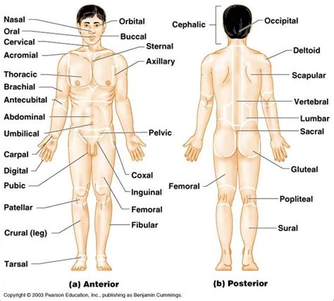 The main systems of the human body are: My Interactive Image