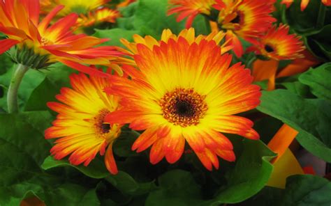 Beautiful Flowers Of Gerber Orange Yellow Wallpaper Hd