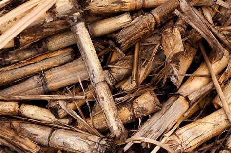 Biomassa Berasal Dari Asal Jenis Manfaat Dan Contoh Penggunaan