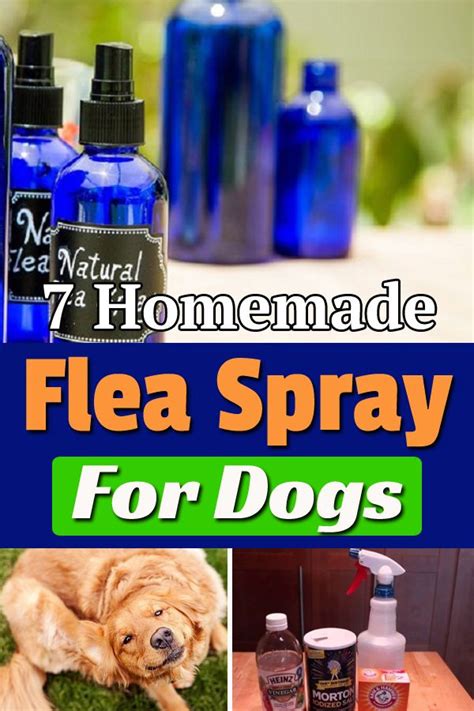 Homemade Flea Spray For Dogs Is An Effective Way To Get Rid Of Bugs And