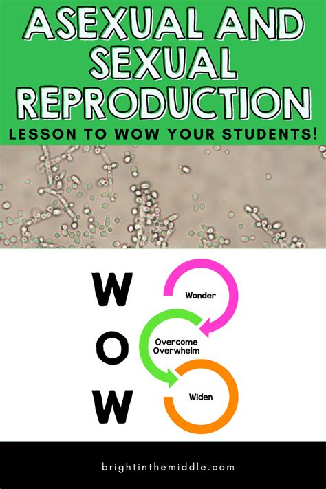 7 Asexual And Sexual Reproduction Lesson Plan Ideas To Bring The Wow Bright In The Middle