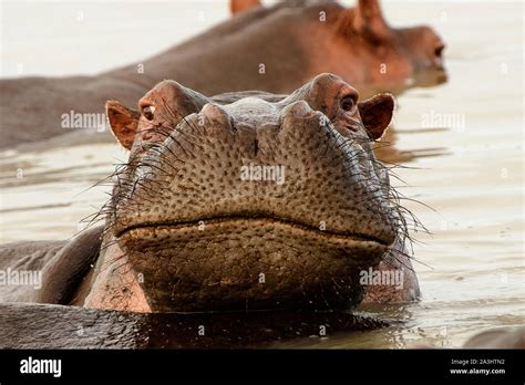 Close Up Of Hippo Face High Resolution Stock Photography And Images Alamy