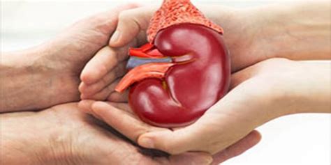 Kidney Donor Faqs Midwest Nephrology Consultants