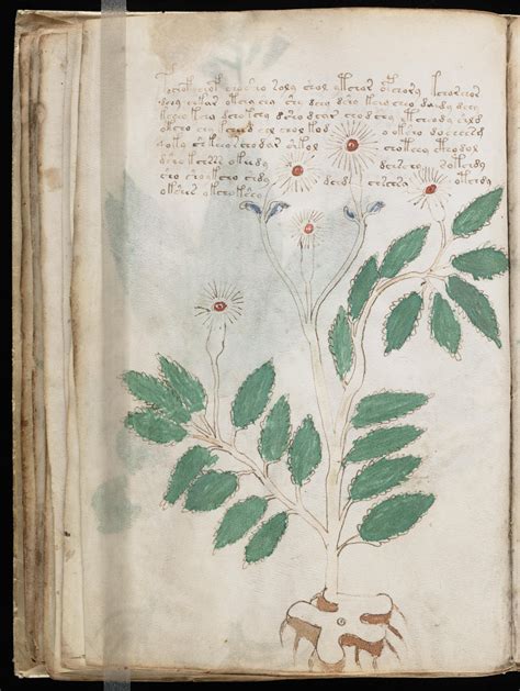 Create Your Own Stunning Website For Free With Wix Voynich Manuscript