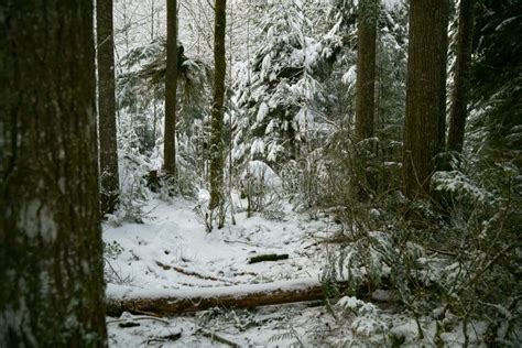 Pacific Northwest Forest In Winter Stock Photo Image Of Rain Oregon