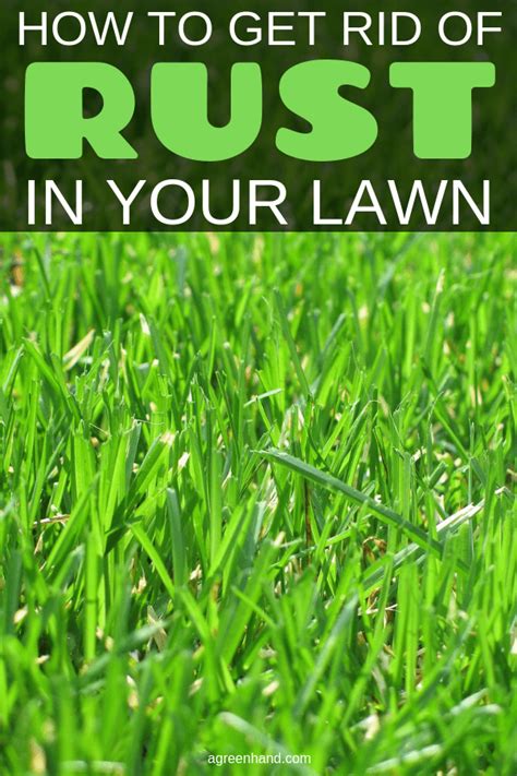 How Do I Get Rid Of Rust In My Lawn 5 Effective Ways How Agreenhand