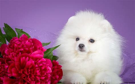 Fluffy Dog Wallpapers Wallpaper Cave