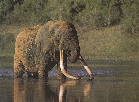 African Elephants Upalich