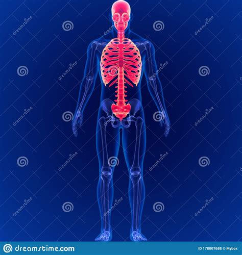 Human Skeleton System Axial Skeletal Anatomy 3D Illustration Stock ...