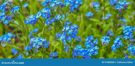 Blue Spring Flowers Stock Photo Image Of Blooming Garden 91680568