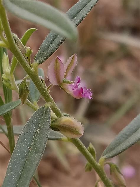 Polygala Erioptera Eflora Of India