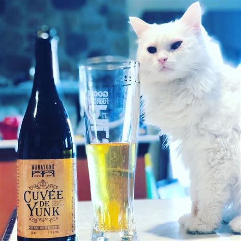 Pint Glass Newyear Beer Cats Happy Root Beer Ale Gatos Beer